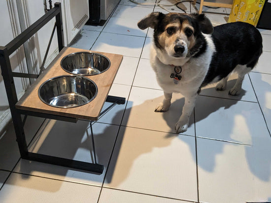 Customized Metal Adjustable Pet Bowl Unit by iirntree - 9